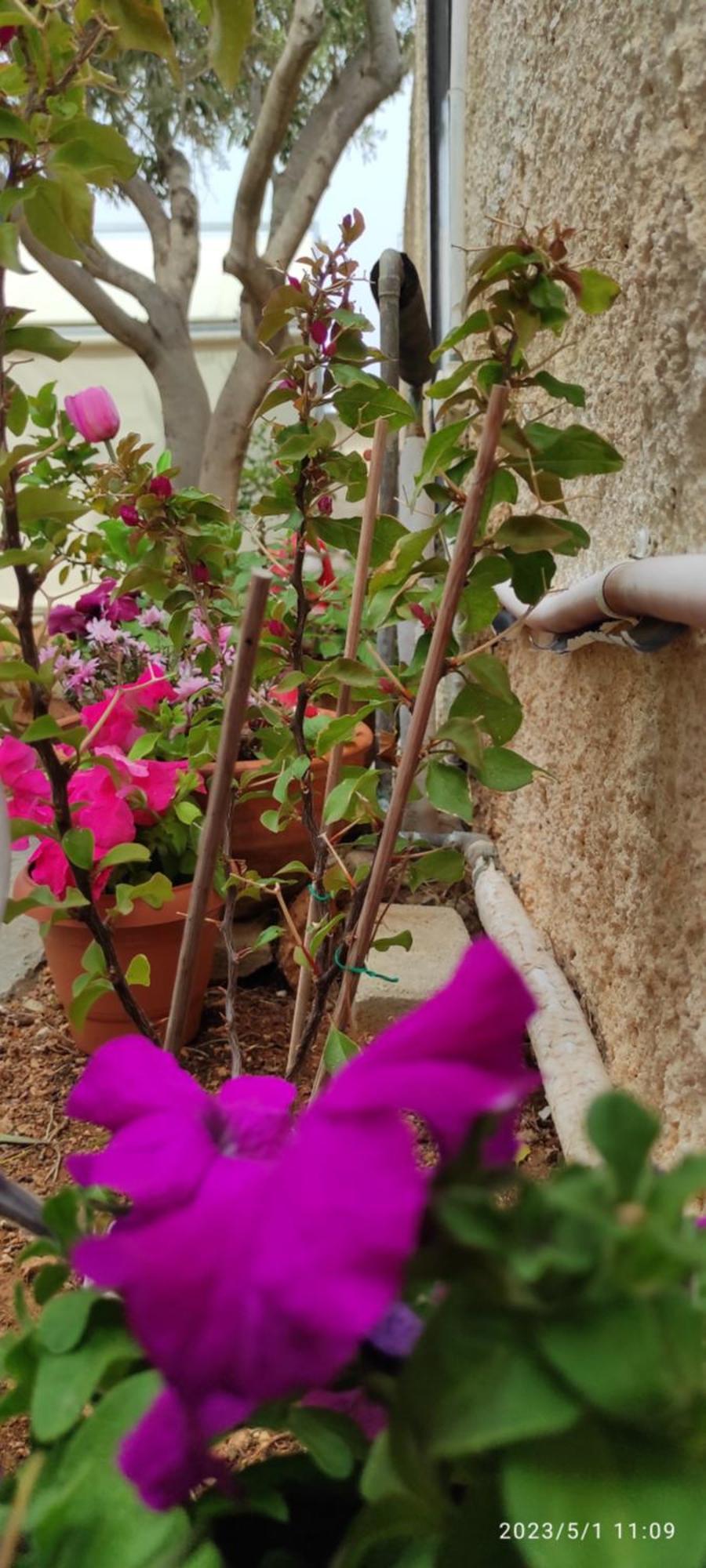Secret Garden Home Lagonissi Attiki Melissourgoú Dış mekan fotoğraf